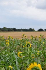 Sunflowers with Oast