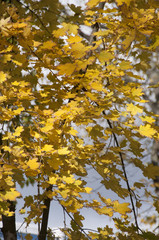 Yellow leaves on autumn trees. Autumn landscape.