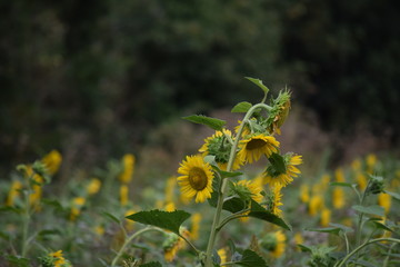 Sunflower