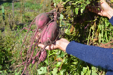 Sweet potatoes, yams harvest in the gardener hand.