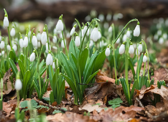 Snowdrops bloom in the spring among the fallen leaves