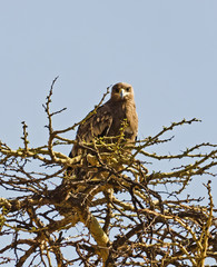 The eagle sits on the branches of a tree