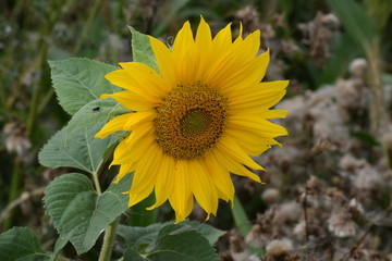 Sunflower