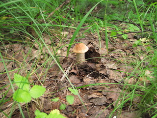 mushroom