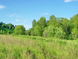 Fototapeta premium siberian summer landscape