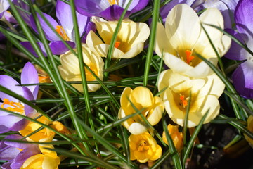 Crocus