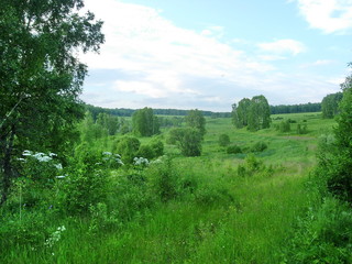 siberian summer landscape