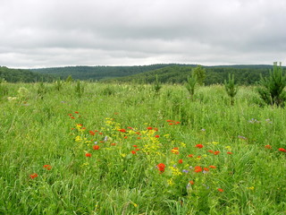 siberian summer landscape