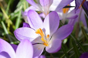 Crocus