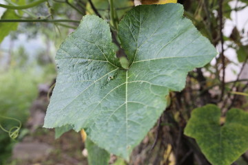 Closeup  View of Vitis vulpina leaf