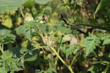 Solanum lycopersicum, commonly known as a tomato plant