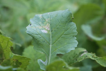 Single Green fresh Collards(Karam Saag) leaf closeup view 