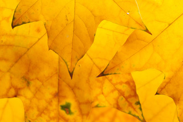 Autumn leaves isolated on white background.

