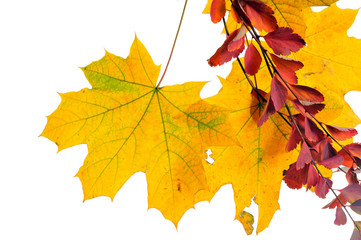 Autumn leaves isolated on white background.

