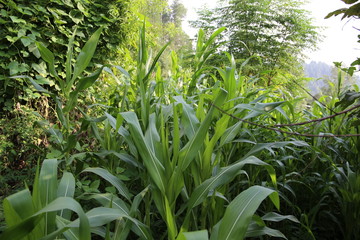 Fototapeta premium Maize crop field in hilly areas of Kashmir
