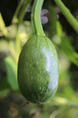 Hanging bottle gourd in the garden 