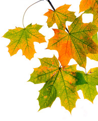 Autumn leaves isolated on white background.

