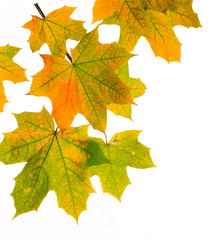 Autumn leaves isolated on white background.

