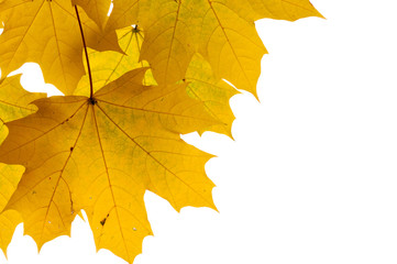 Autumn leaves isolated on white background.

