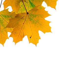 Autumn leaves isolated on white background.

