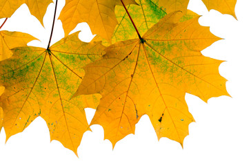 Autumn leaves isolated on white background.

