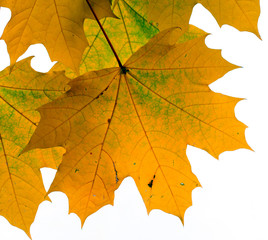 Autumn leaves isolated on white background.

