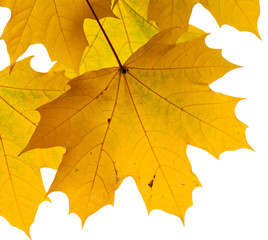 Autumn leaves isolated on white background.

