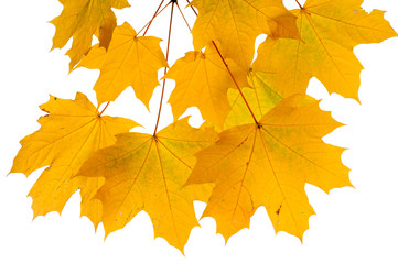 Autumn leaves isolated on white background.

