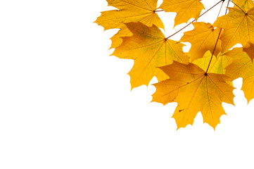 Autumn leaves isolated on white background.

