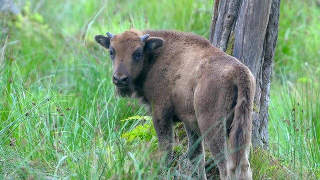 Calf buffalo grazing in a field with high grass