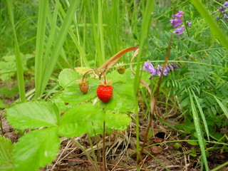 siberian summer forest