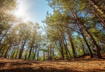 Fototapeta premium Beautiful forest mountain road. Dense fir forest with dust trail