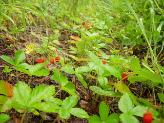 siberian summer forest