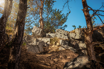 Beautiful forest mountain road. Dense fir forest with dust trail