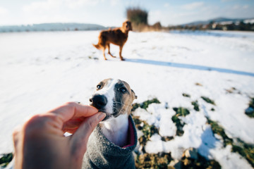 whippet belohnung im Schnee