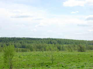 Summer siberian forest