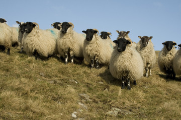 Fototapeta premium Young Black faced sheep