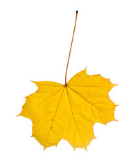 Autumn leaf isolated on white background.