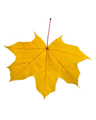Autumn leaf isolated on white background.