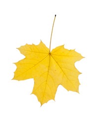 Autumn leaf isolated on white background.
