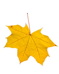 Autumn leaf isolated on white background.