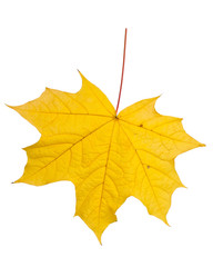 Autumn leaf isolated on white background.