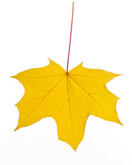 Autumn leaf isolated on white background.