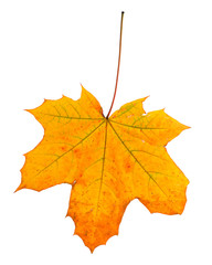 Autumn leaf isolated on white background.
