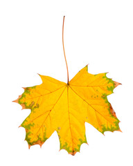 Autumn leaf isolated on white background.