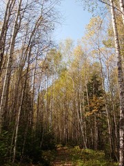 Fototapeta premium Autumn in siberia