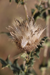 Dry mountain flower