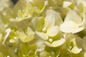 Grüne Ballhortensie