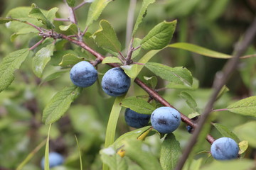 Prunus spinosa (blackthorn or sloe)