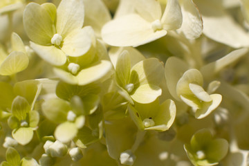 Grüne Ballhortensie